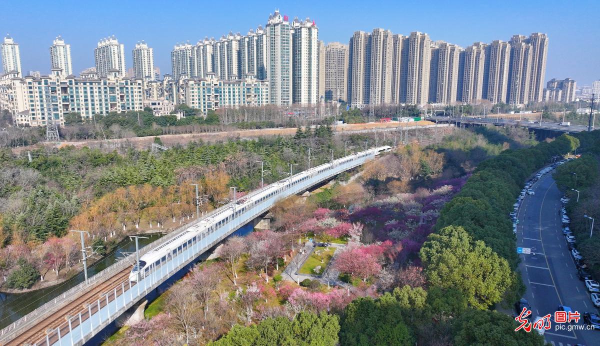 梅花绽放 春和景明