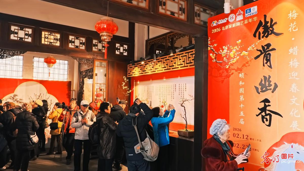 傲骨幽香迎新春