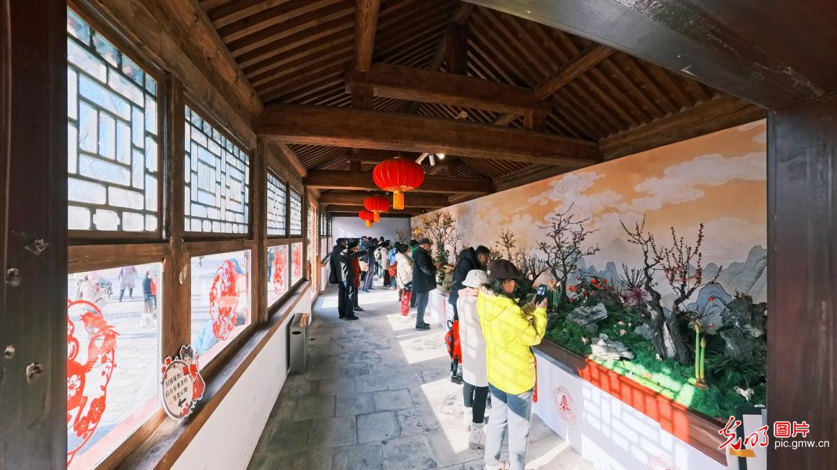 傲骨幽香迎新春