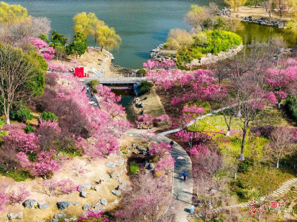 梅花盛开迎客来