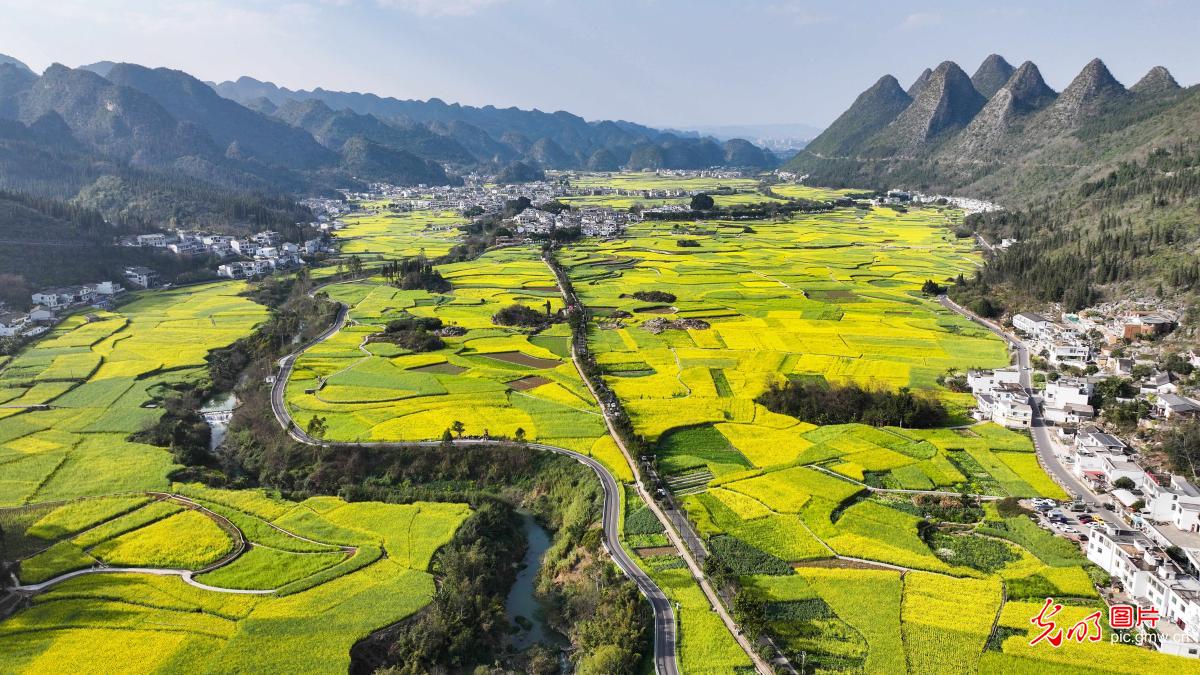 油菜花开春色美 油菜花开春色美
