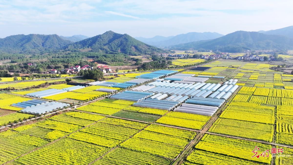 产业兴 田园美