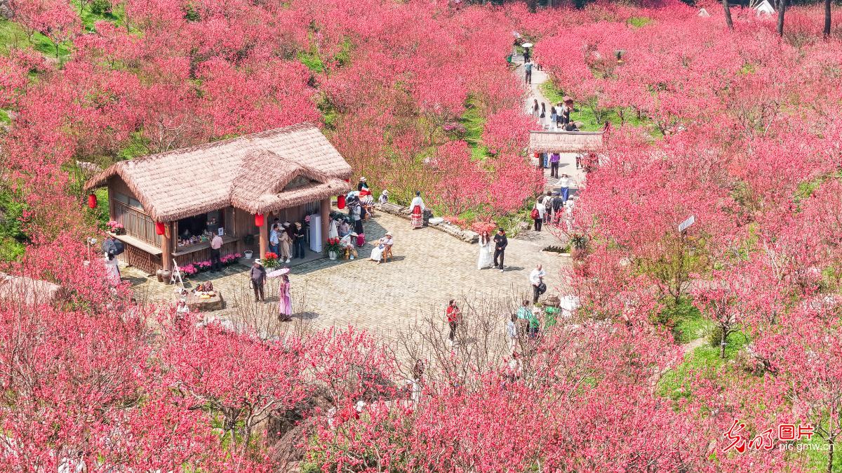 灼灼桃花醉游人