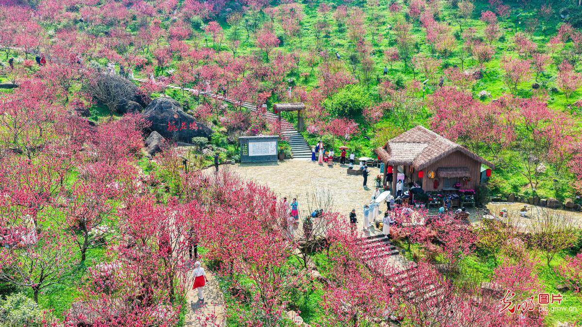灼灼桃花醉游人