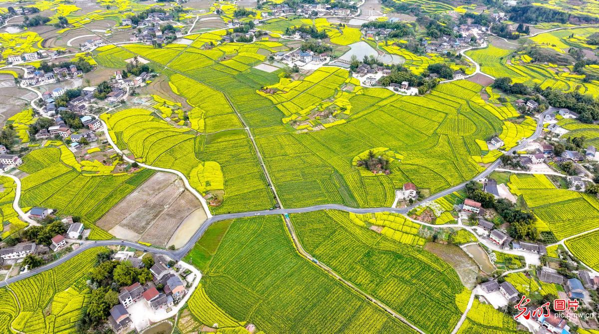 油菜花助力乡村游