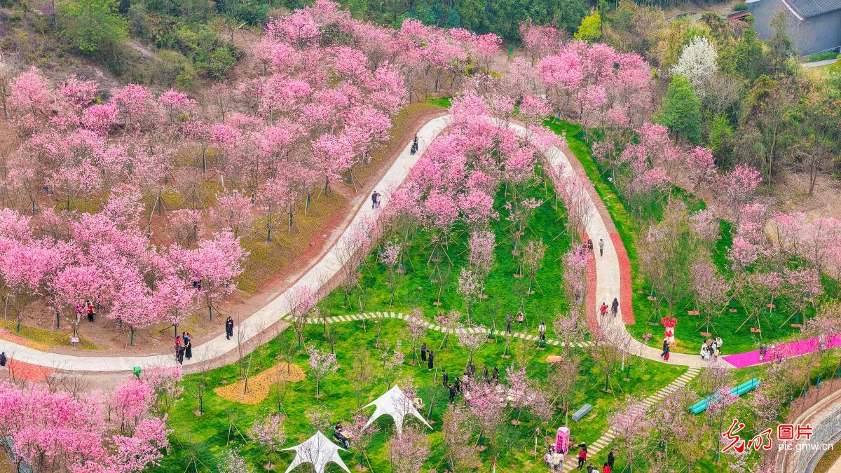 万株樱花开 文旅助振兴