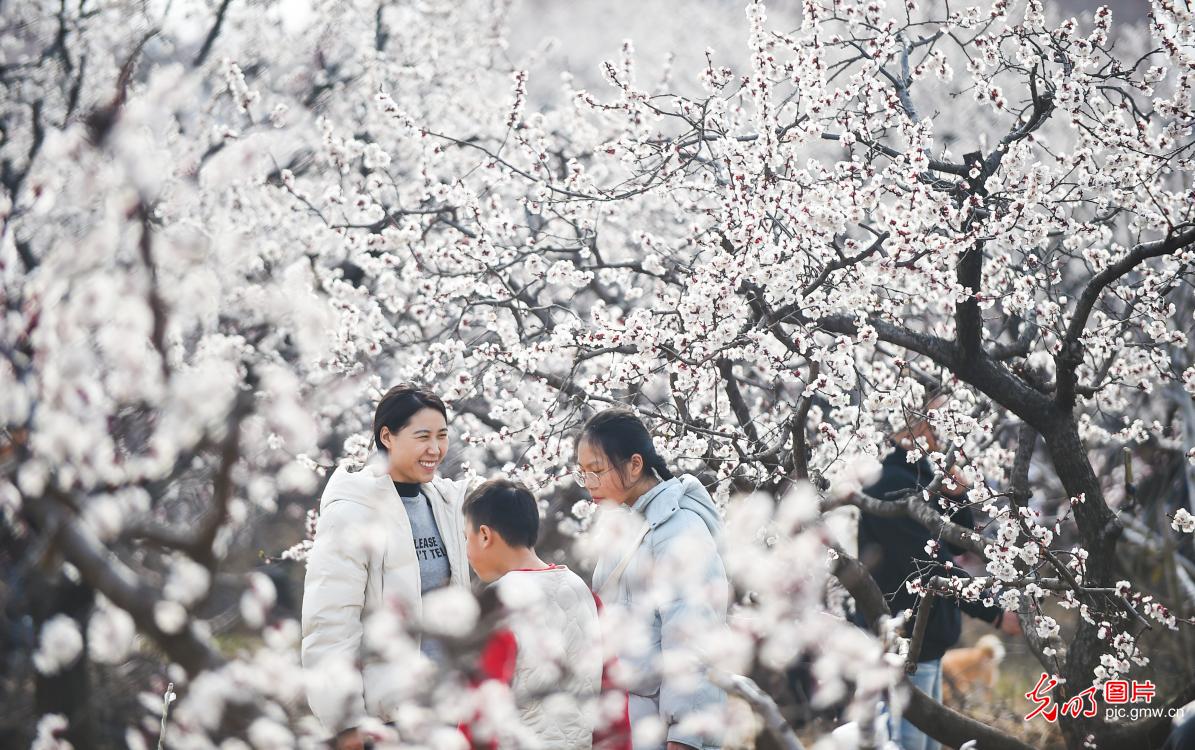 千亩杏花次第开 踏青赏春正当时