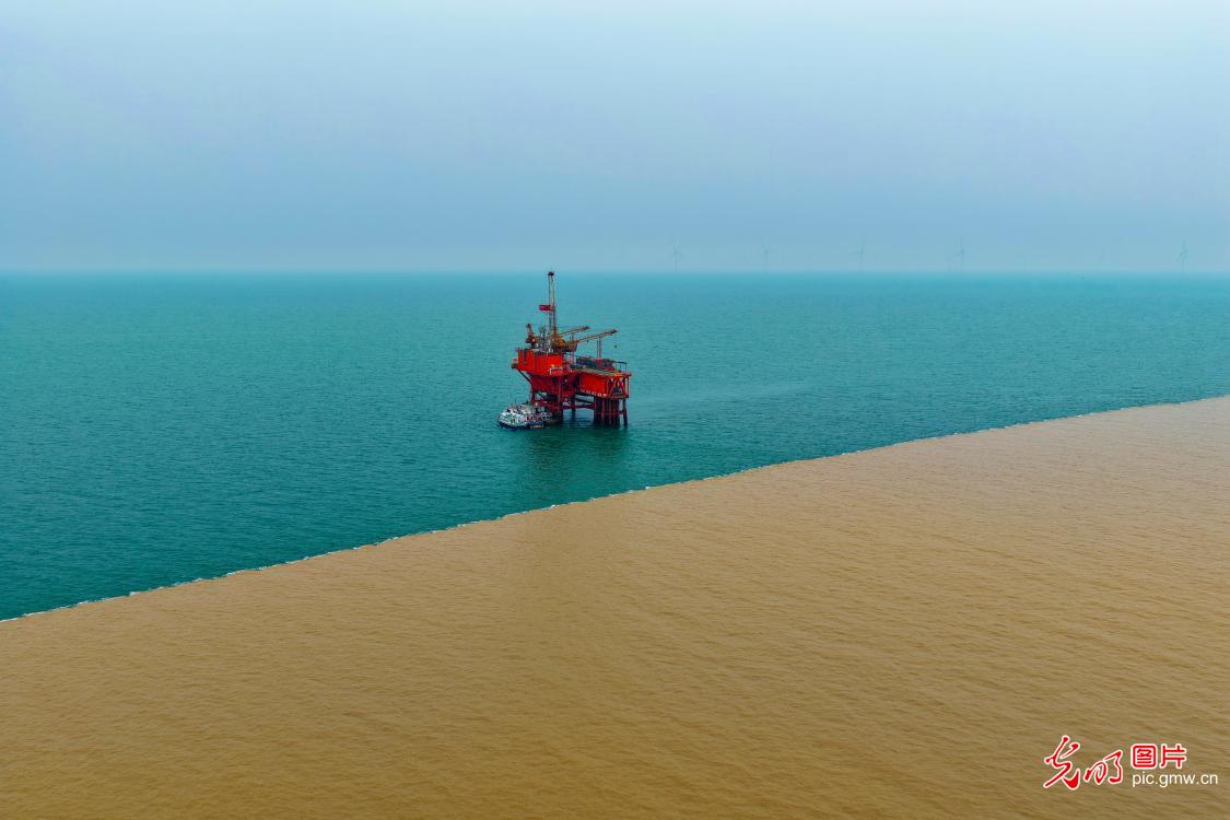 黄河入海处 绿金共潮生