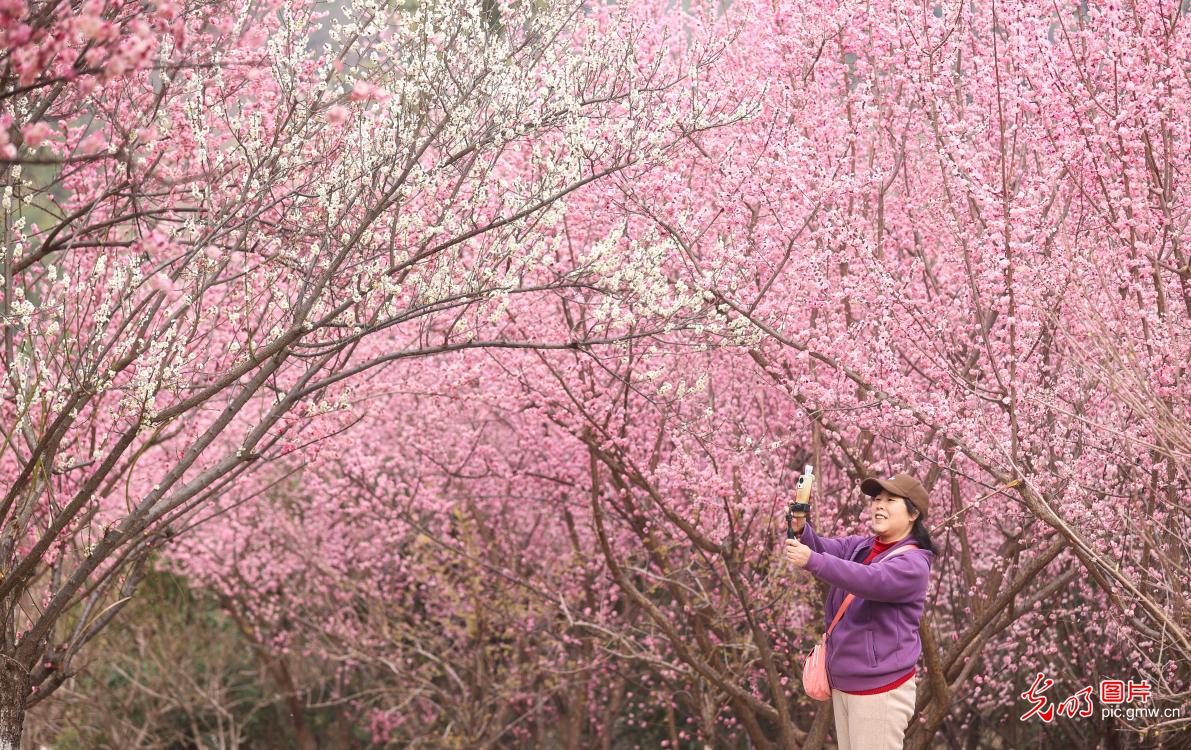 春和景明 共赴一场繁花之约