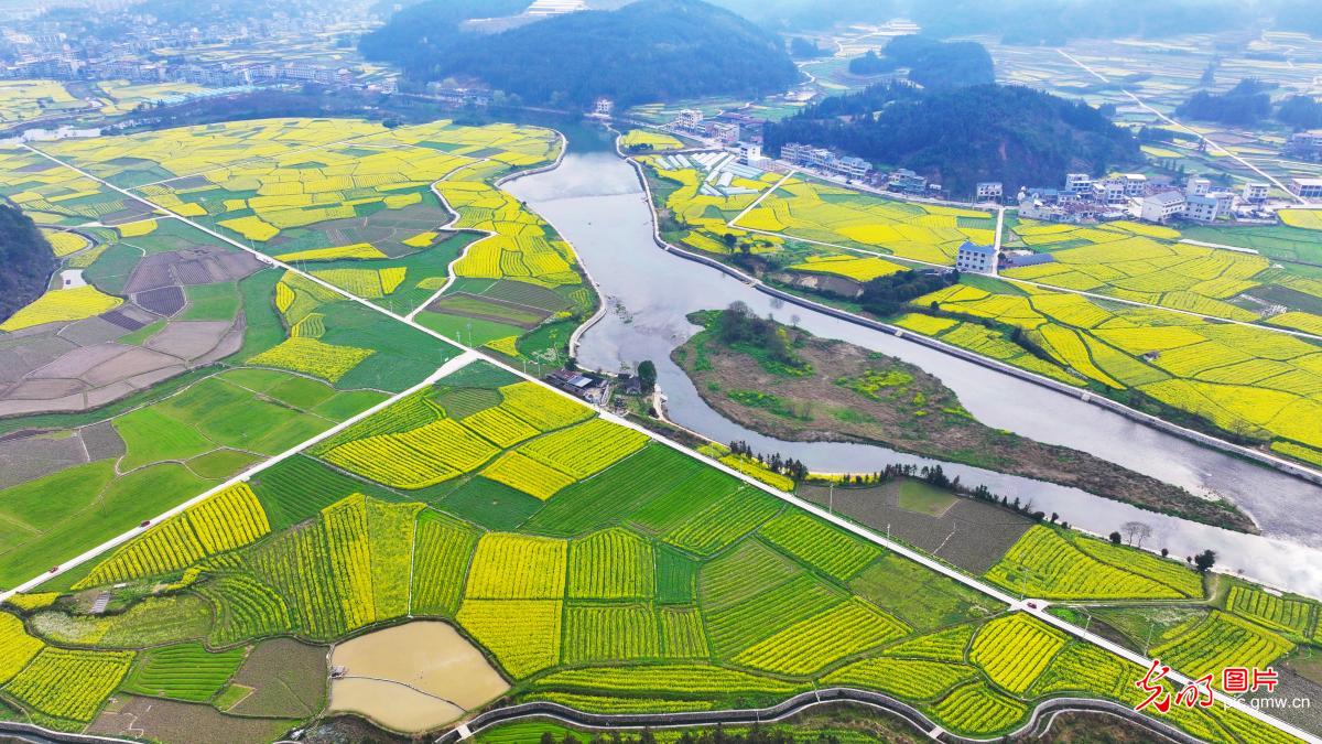 油菜花开 春满大地