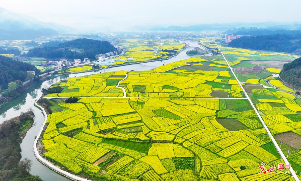 油菜花开 春满大地