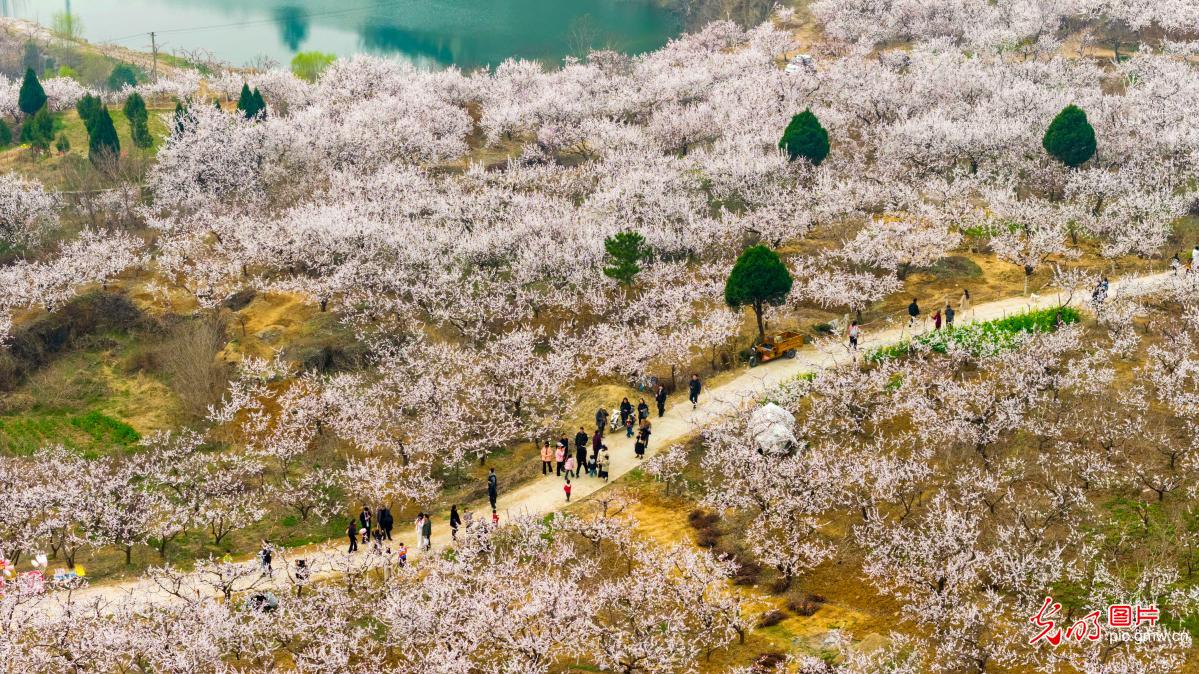 杏花开游客来
