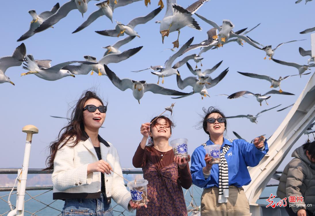 黑尾鸥归巢 海驴岛海上游启航