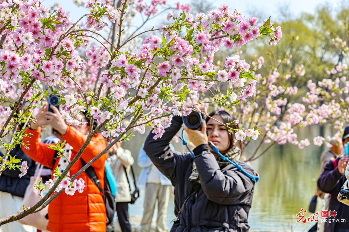 樱花映塔 春意满园