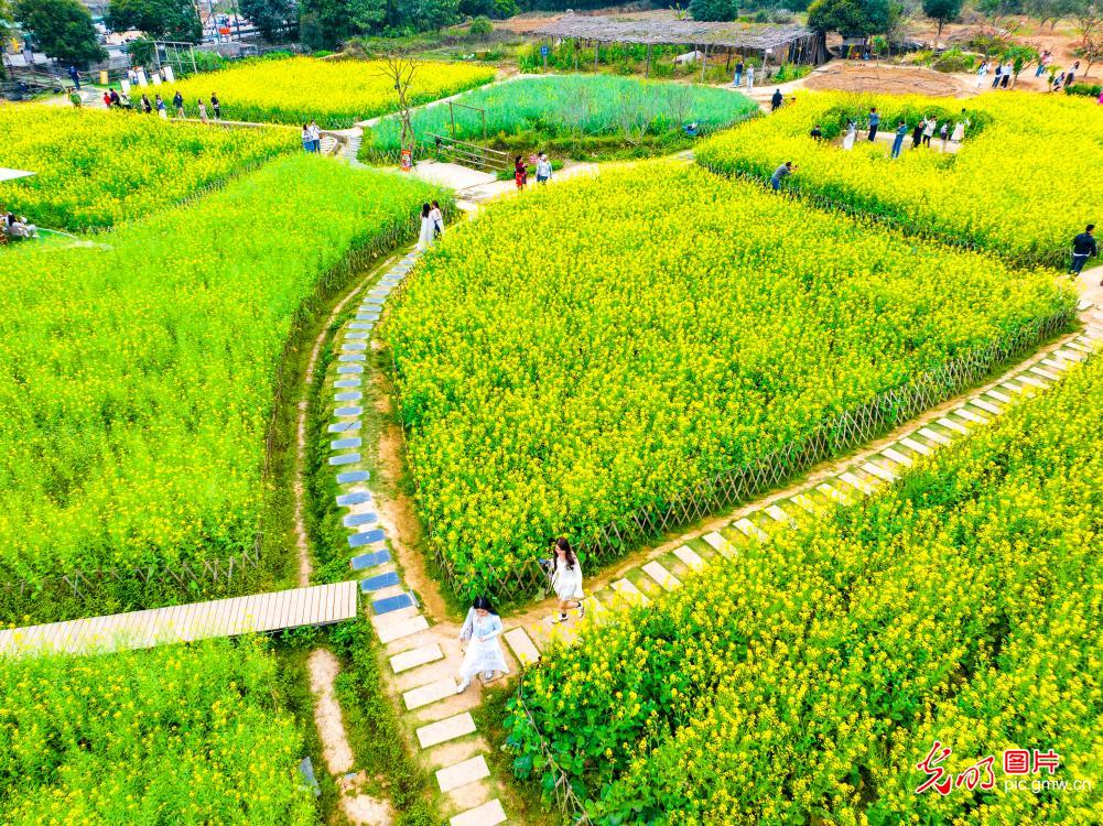 徜徉花海 悦赏春色