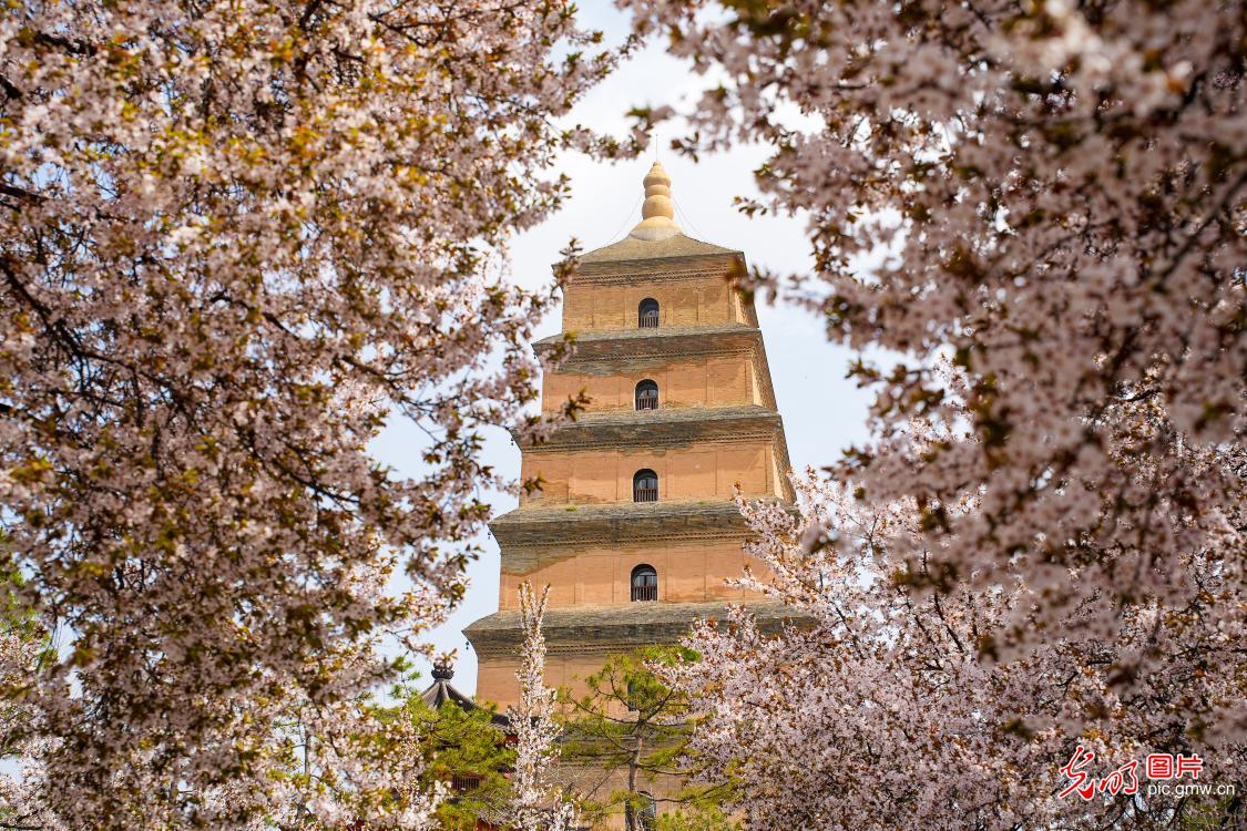 春染雁塔花正盛