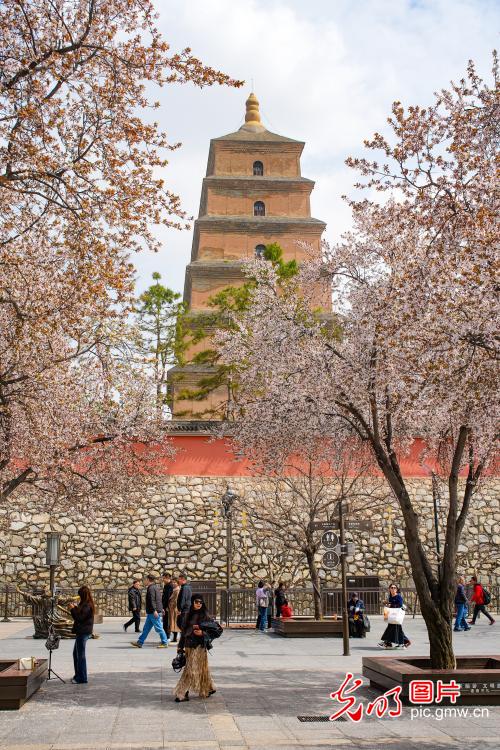 春染雁塔花正盛