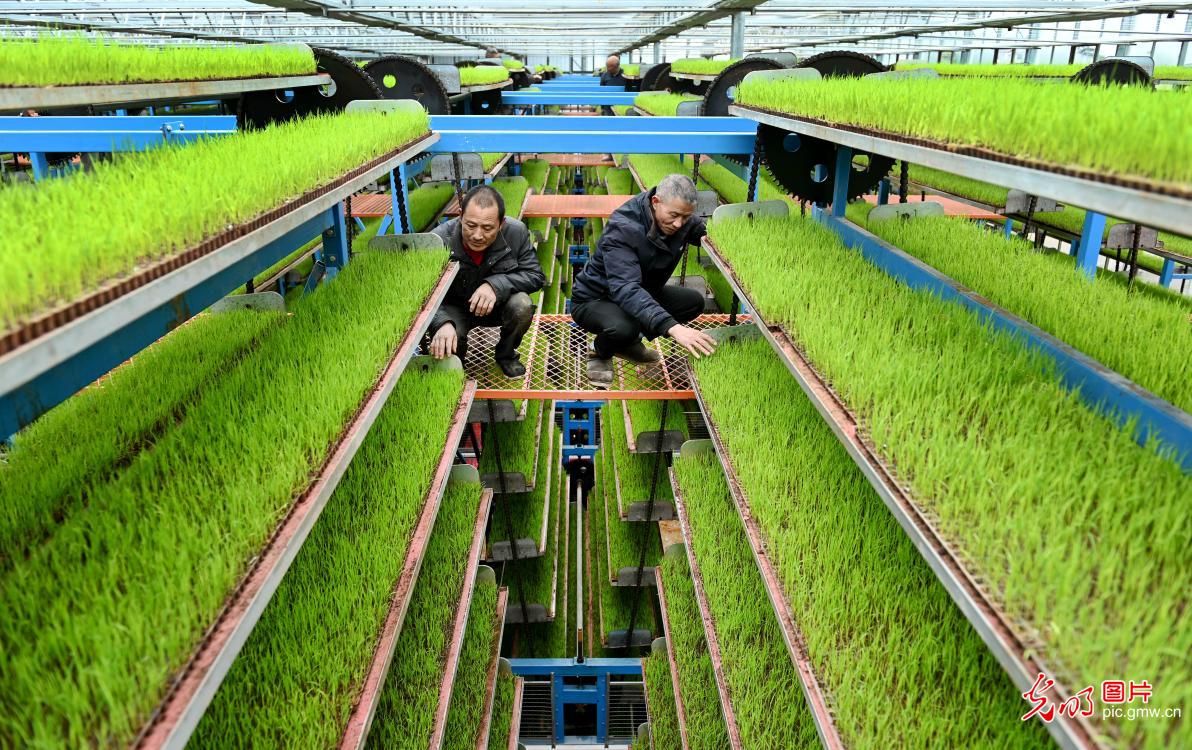 智能化育秧 助力粮食生产