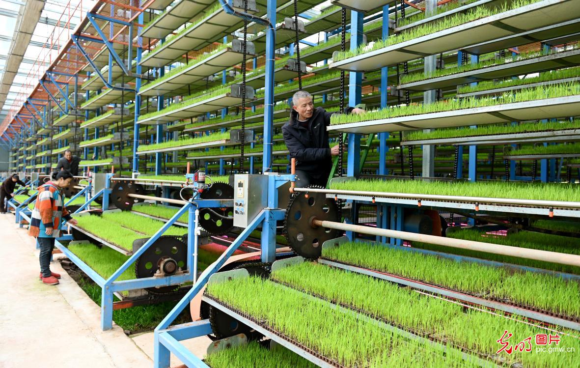 智能化育秧 助力粮食生产
