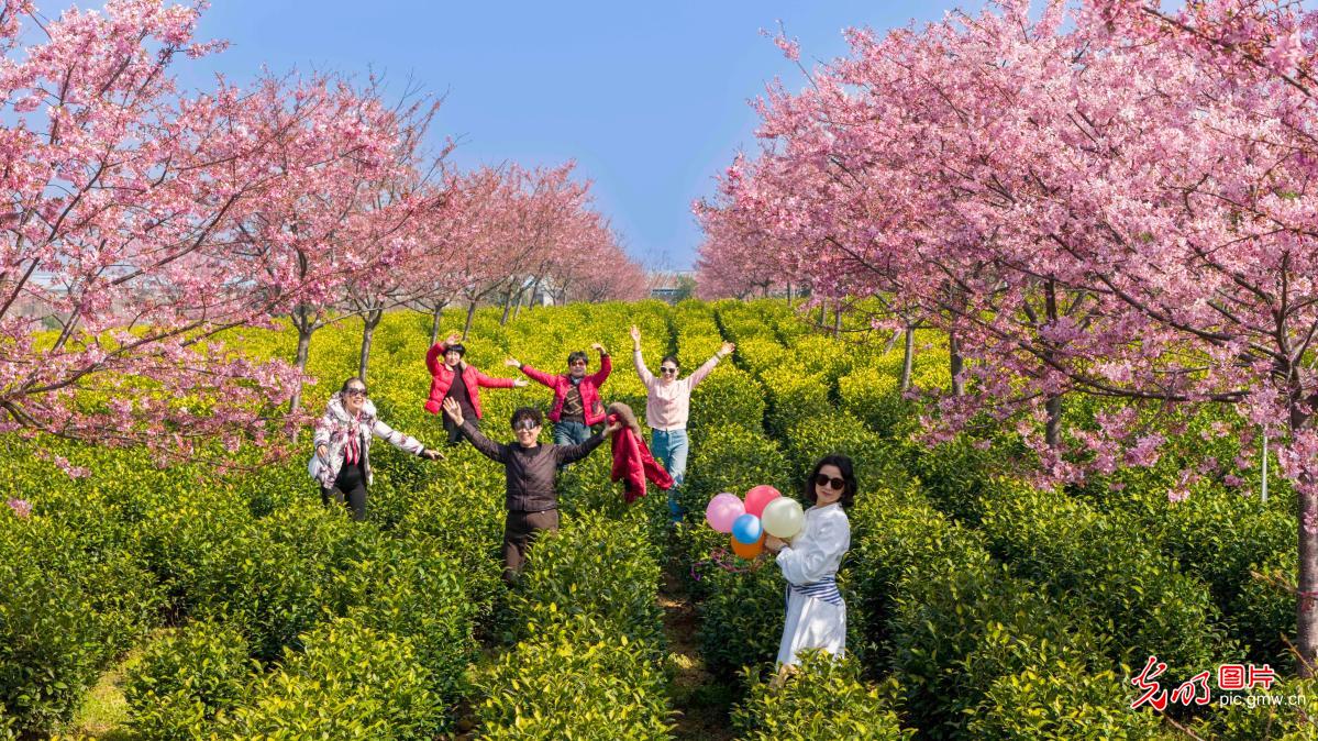 樱花映春茶&nbsp;农旅助振兴