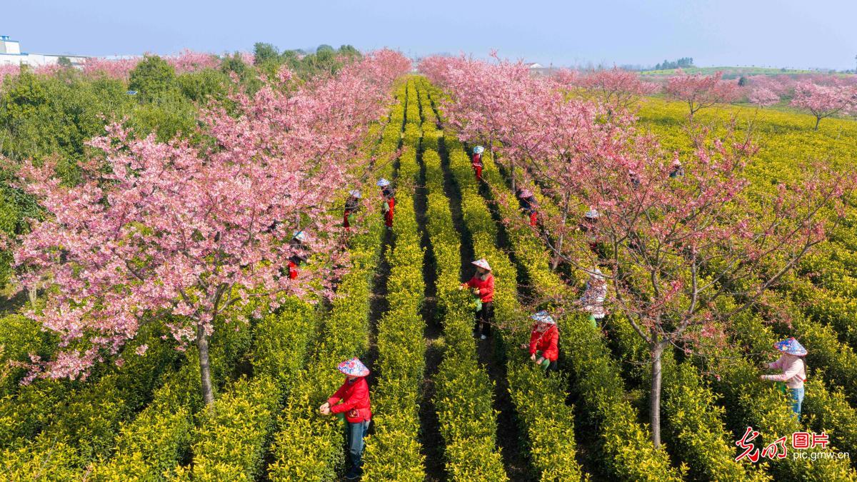 樱花映春茶&nbsp;农旅助振兴