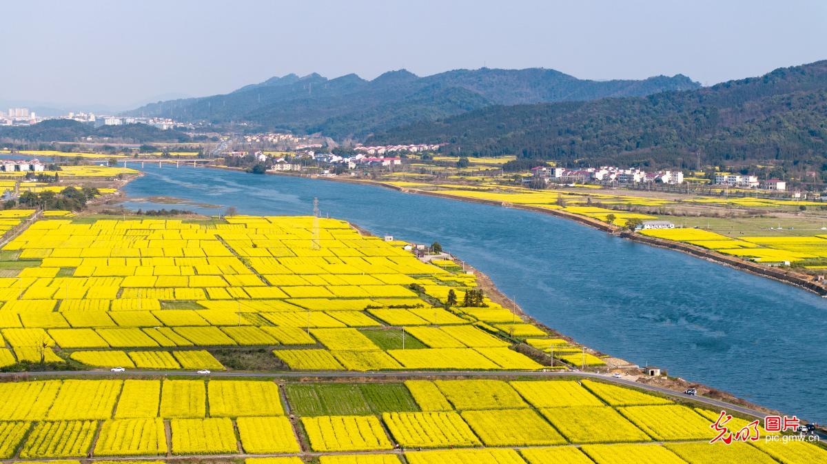 【AIGC动画】春天的顶流 是这片油菜花给的