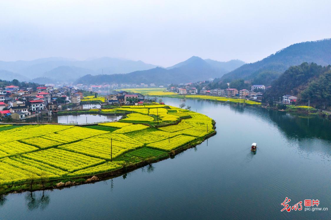 【AIGC动画】春天的顶流 是这片油菜花给的
