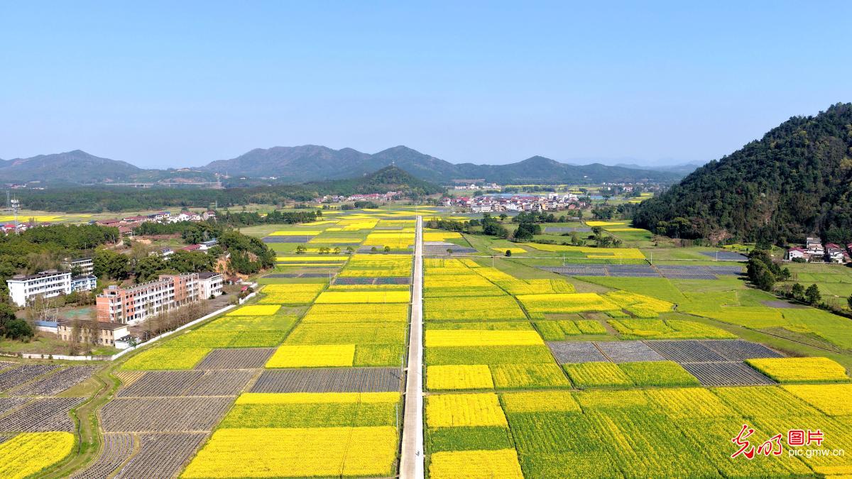 【AIGC动画】春天的顶流 是这片油菜花给的