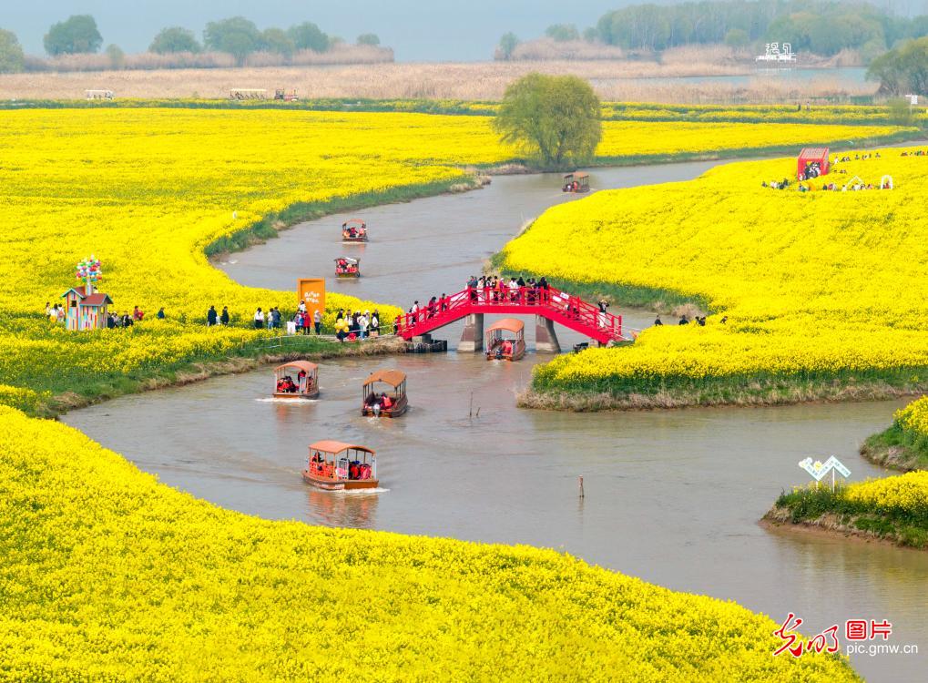 “湖上花海”引客来