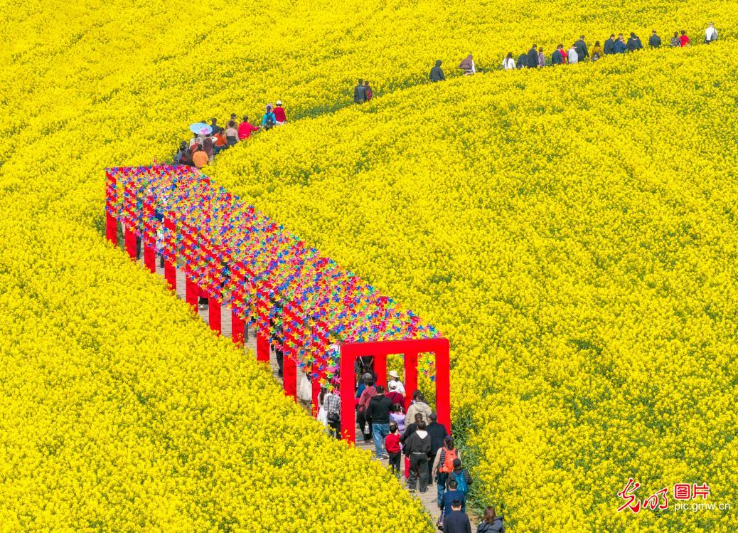 “湖上花海”引客来