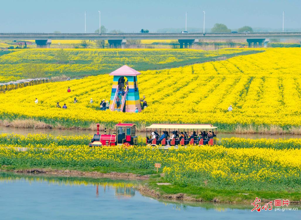 “湖上花海”引客来