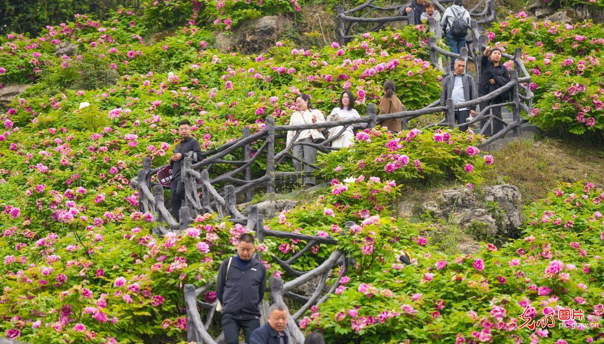 牡丹花开迎客来