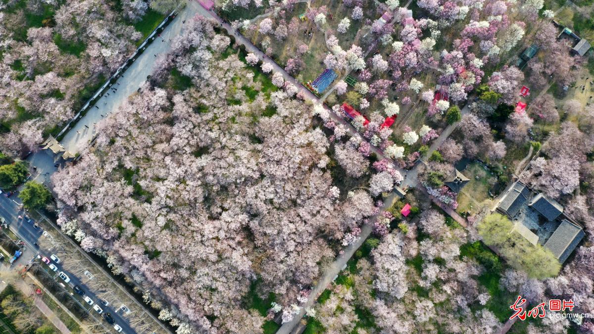 樱花烂漫
