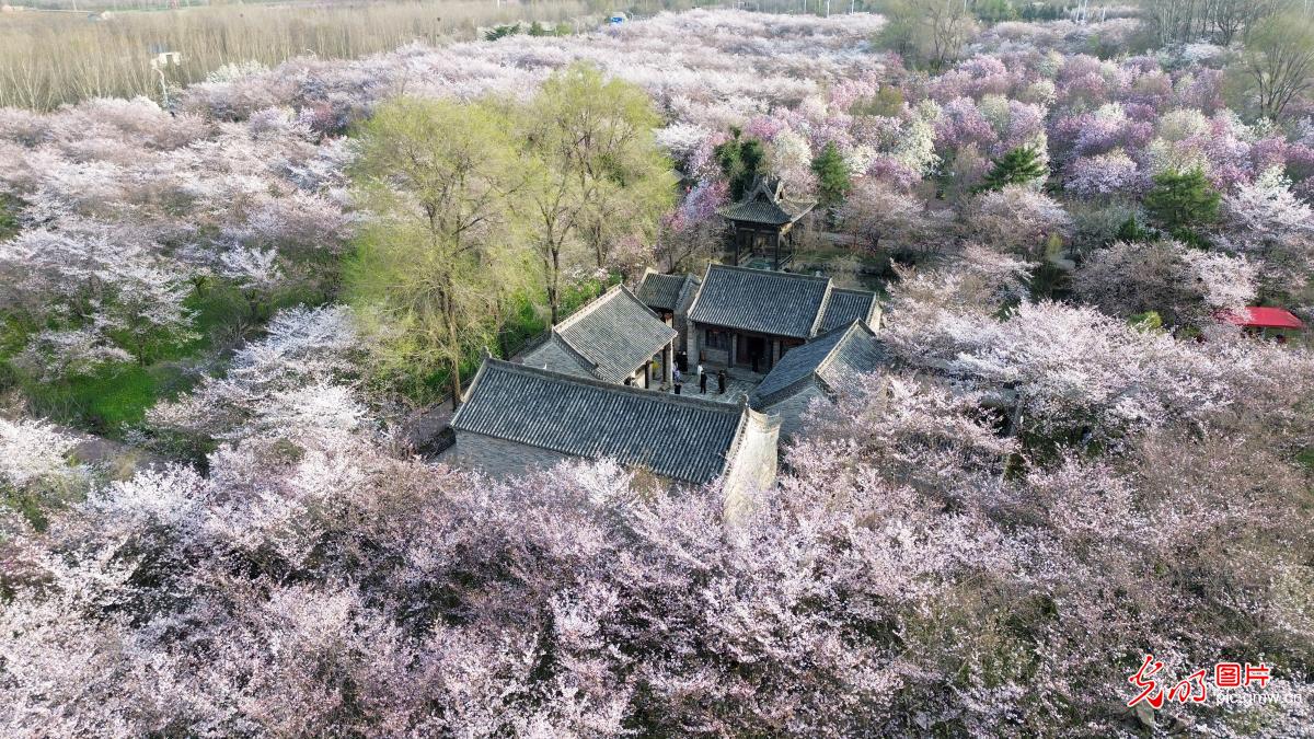 樱花烂漫