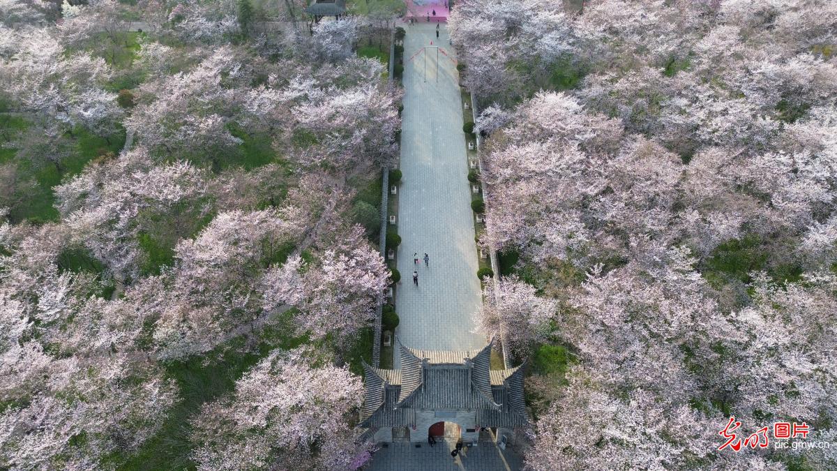樱花烂漫