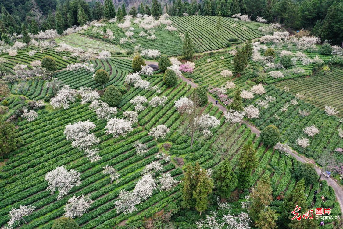 光明图片一周见报作品精选