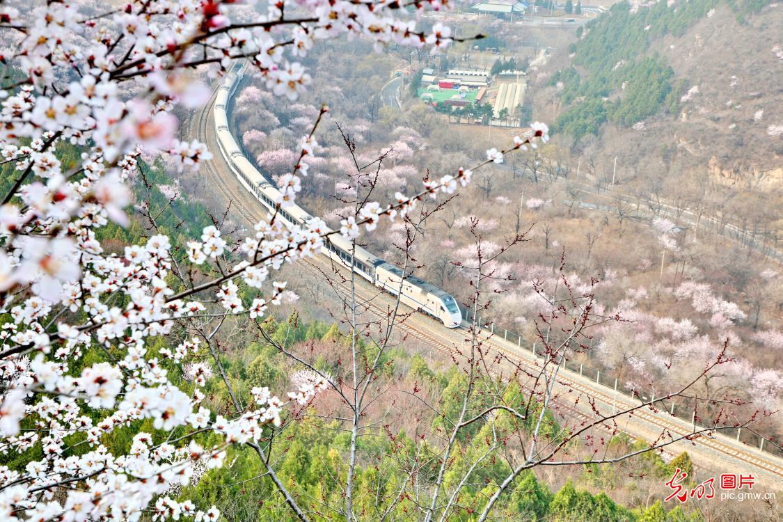 花海列车驶进春天