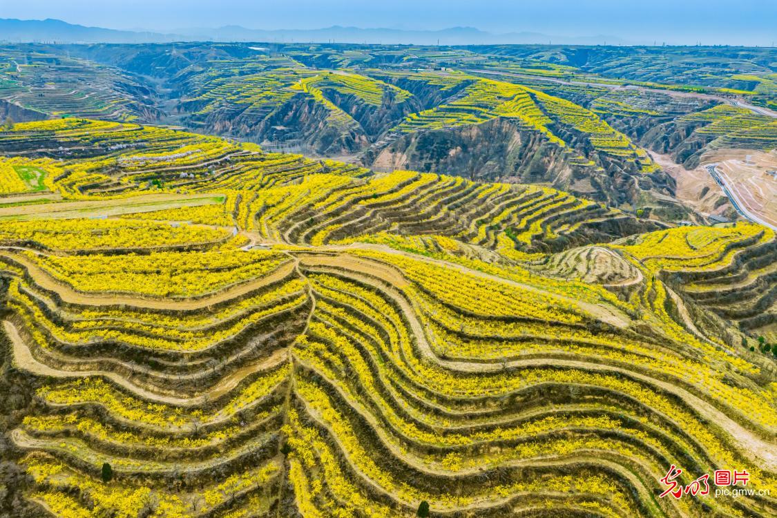 连翘花开满山披上“黄金甲”