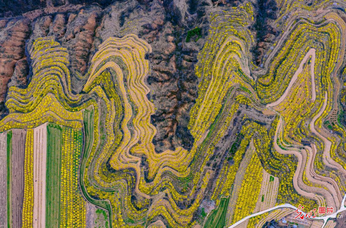 连翘花开满山披上“黄金甲”