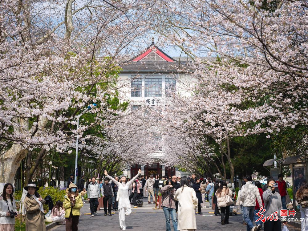 樱花绽放校园美