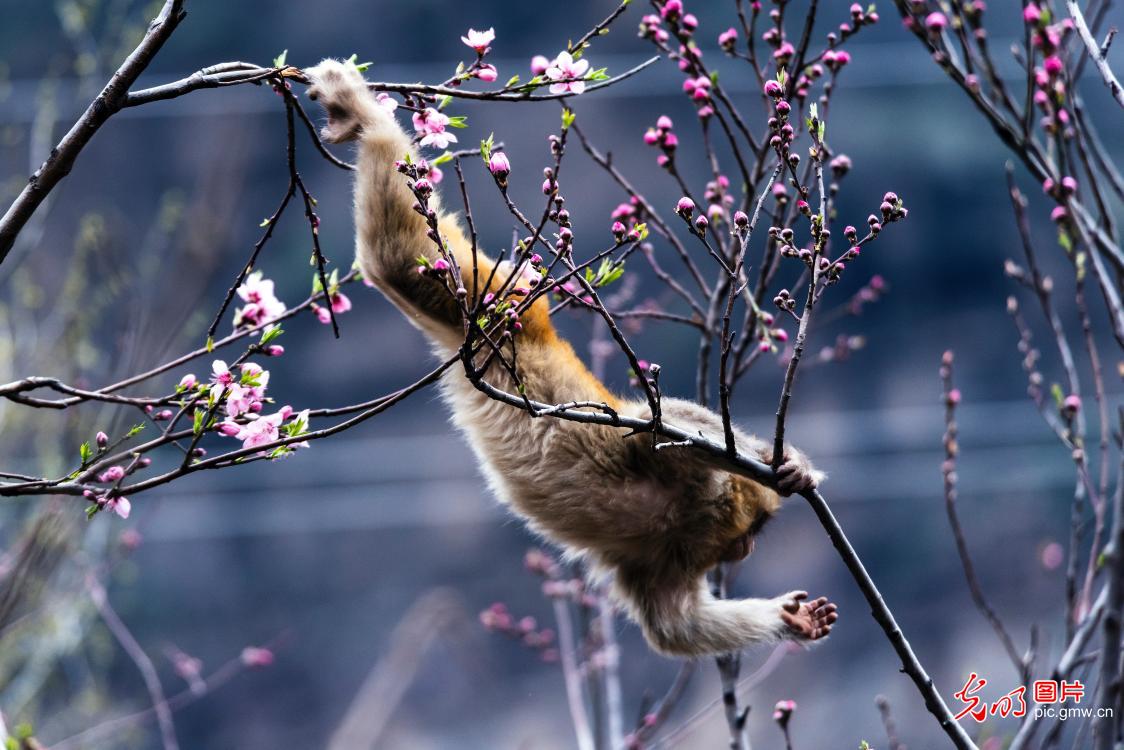 猕猴闹春