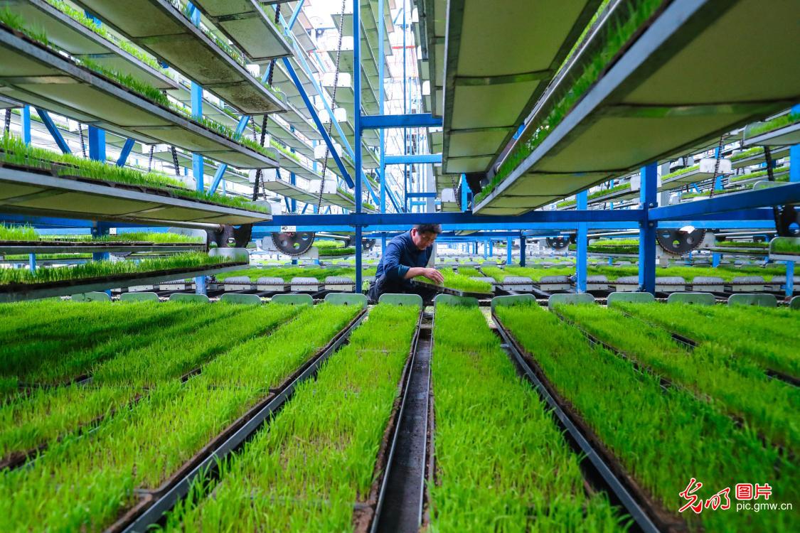 智能育秧助力春耕 智能育秧助力春耕