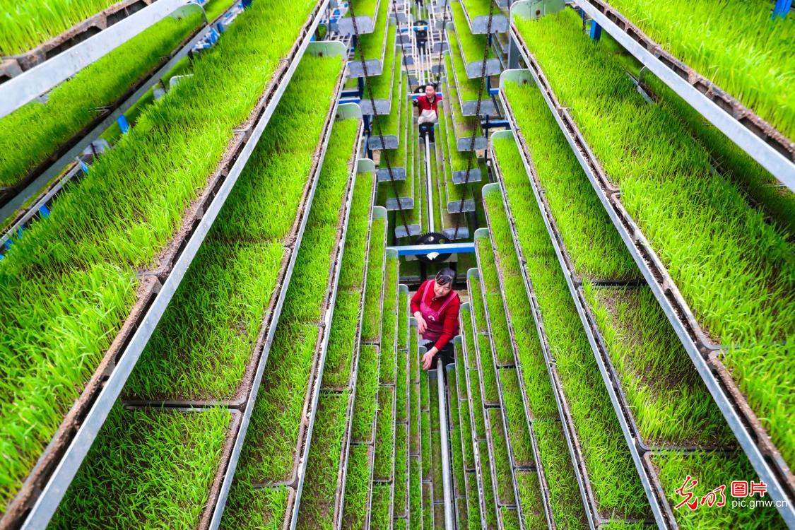 智能育秧助力春耕 智能育秧助力春耕