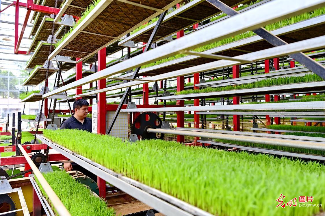 智能育秧助力春耕 智能育秧助力春耕