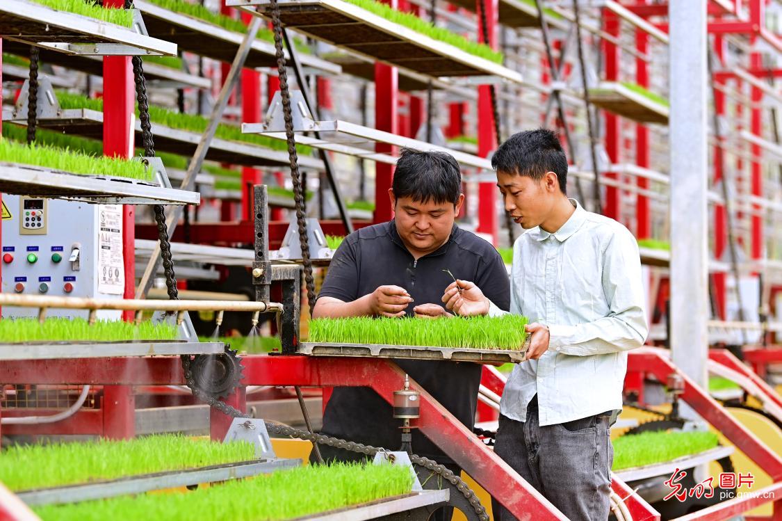 智能育秧助力春耕 智能育秧助力春耕