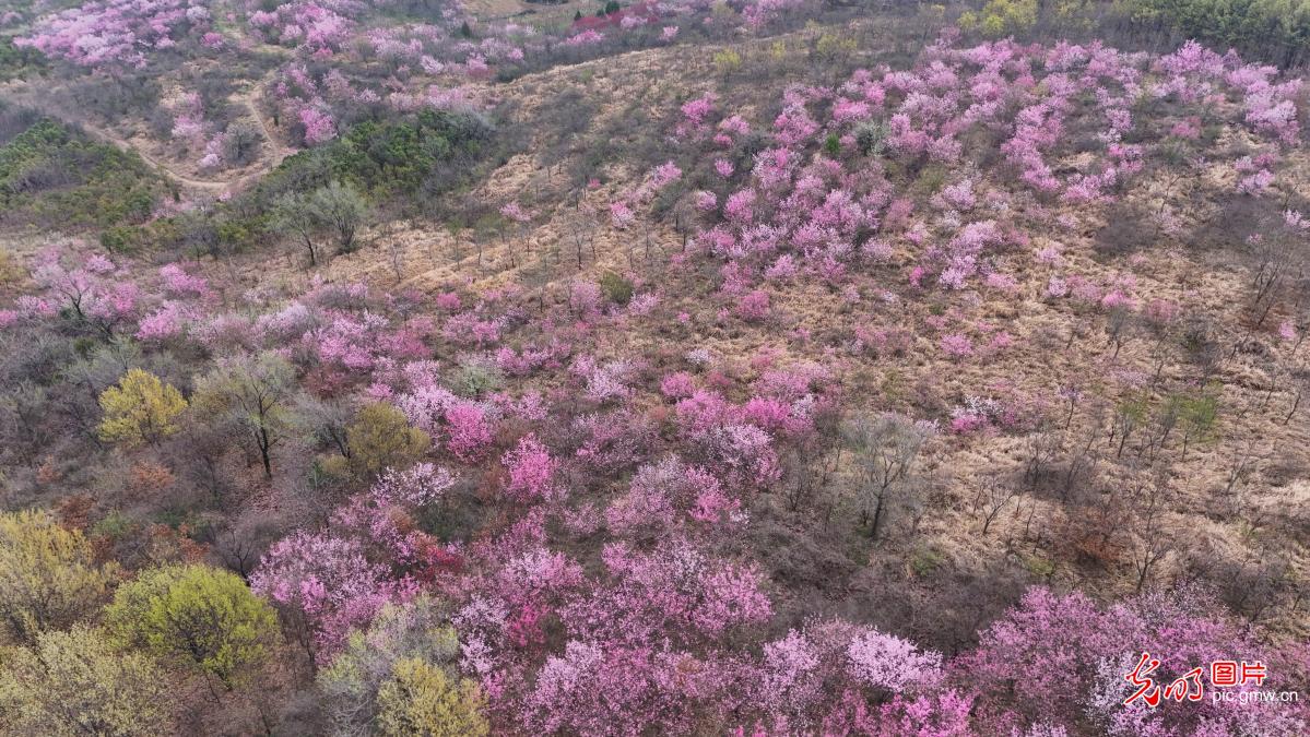 山寺桃花始盛开