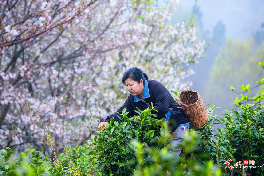 抢抓农时采春茶 茶香满园促增收