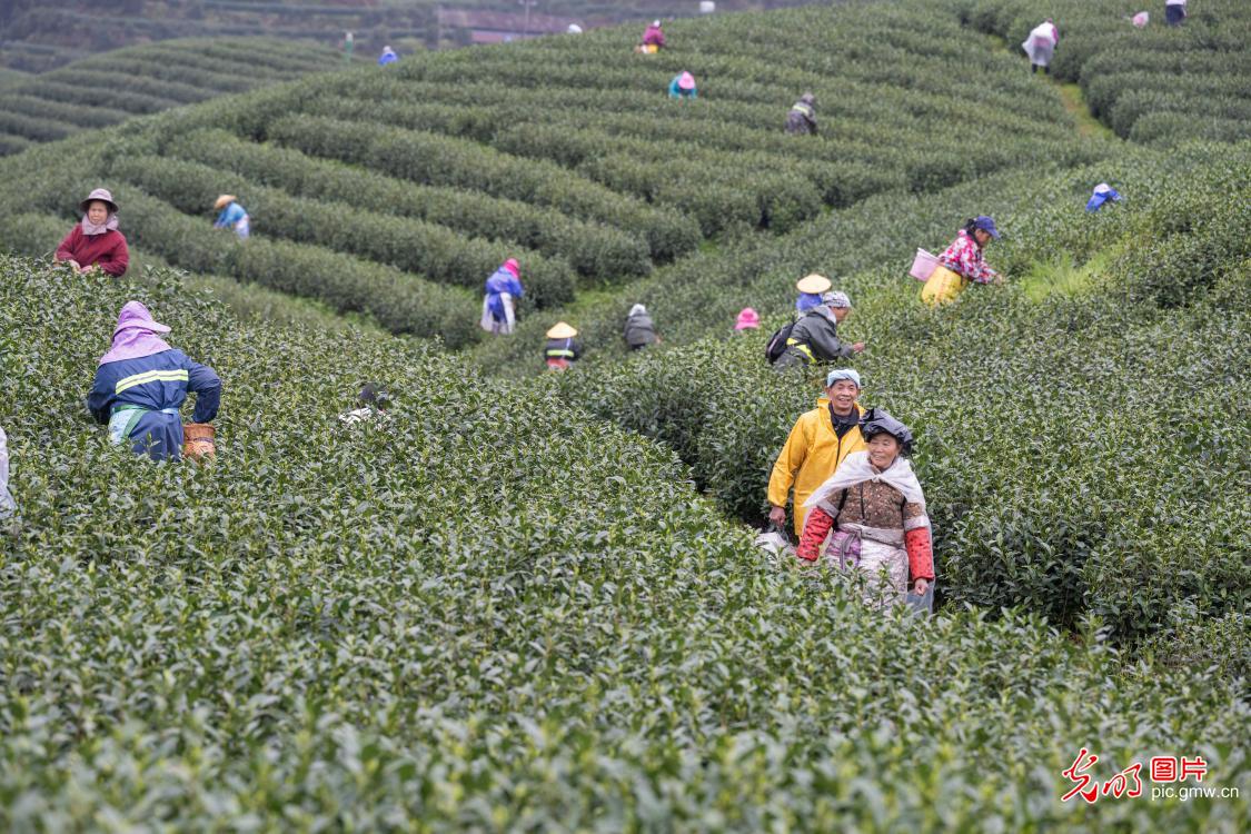 抢抓农时采春茶 茶香满园促增收