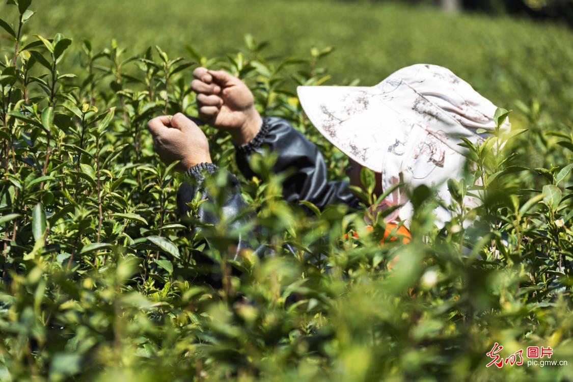 抢抓农时采春茶 茶香满园促增收