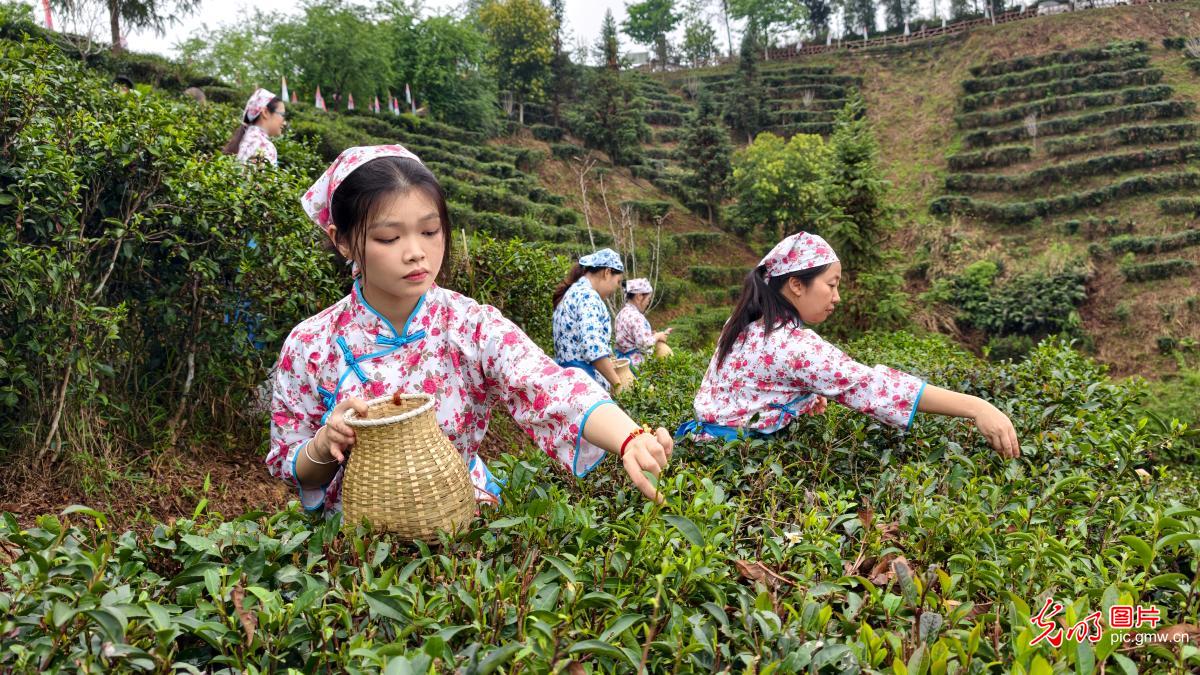 抢抓农时采春茶 茶香满园促增收
